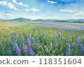 Early summer blue sky and lavender fields 118351604