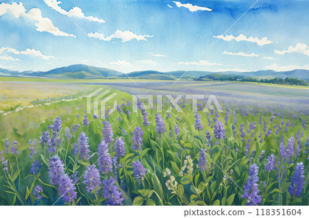 初夏的藍天和薰衣草田 118351604