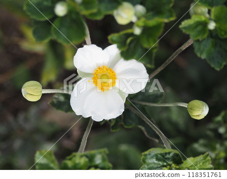 White anemone and buds 1 118351761