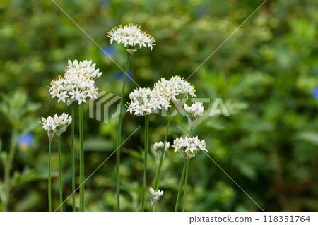 Zephyranthes candida flower 01 Zephyranthes candida flower 01 118351764