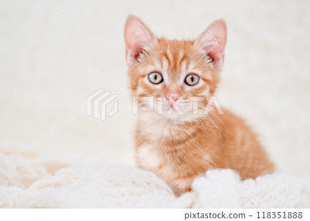Cute red kitten sleeping on a light background 118351888