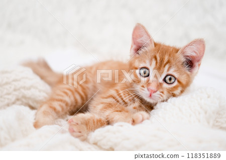 Cute red kitten sleeping on a light background Cute red kitten sleeping on a light background 118351889