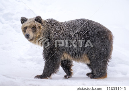 Brown bear in the zoo Brown bear in the zoo 118351943
