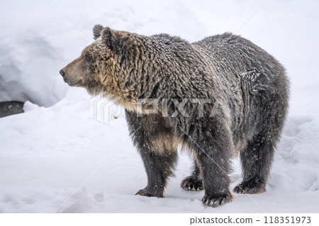 Brown bear in the zoo Brown bear in the zoo 118351973