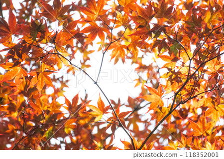Red maple leaves and white background Red maple leaves and white background 118352001
