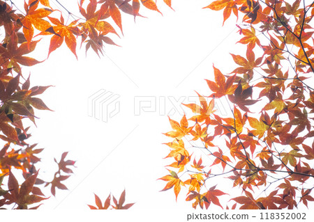 Red maple leaves and white background 118352002
