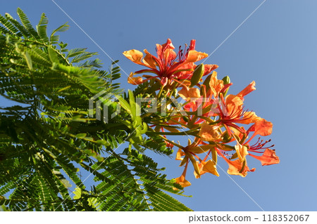 Royal Poinciana Flowers and Summer Sky Royal Poinciana Flowers and Summer Sky 118352067