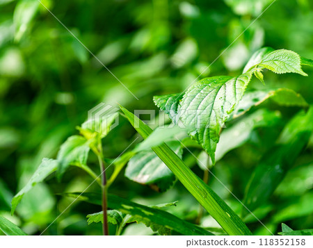 Fresh green plants 118352158