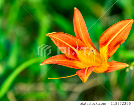 Cute orange Hemerocallis flowers blooming in the field 118352296