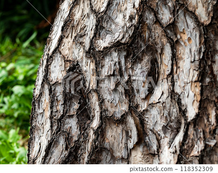 動態松樹皮 動態松樹皮 118352309