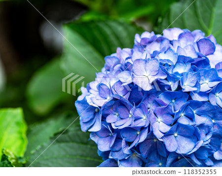Scenery that colors the rainy season Colorful and beautiful hydrangeas Scenery that colors the rainy season Colorful and beautiful hydrangeas 118352355