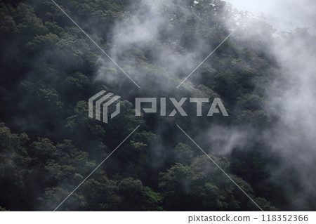 深山森林上空的霧雲 118352366