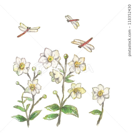 秋天的菊花和蜻蜓的秋天形象的模擬水彩畫 118352430