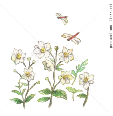 Illustration material of autumn image of white flowers and dragonflies painted in watercolor 118352431