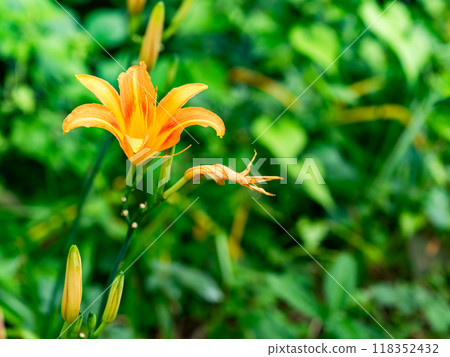 Cute orange Hemerocallis flowers blooming in the field 118352432