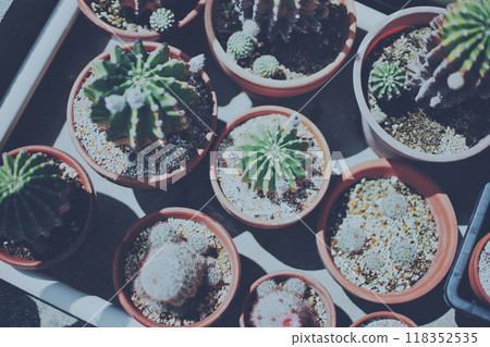 Multiple potted cacti lined up Multiple potted cacti lined up 118352535