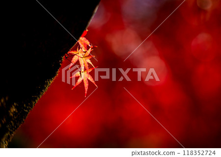 Light shines on the red leaves Light shines on the red leaves 118352724