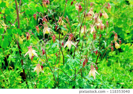 Flowers of Mount Nyukasa in July | Shinshu scenery | Shinshu alpine plants 118353040
