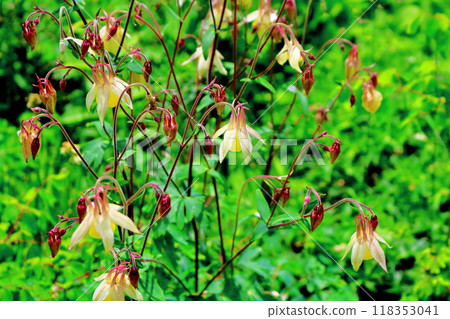 入山七月花 信州風景 信州高山植物 118353041