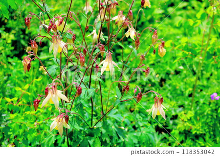 入山七月花 信州風景 信州高山植物 118353042