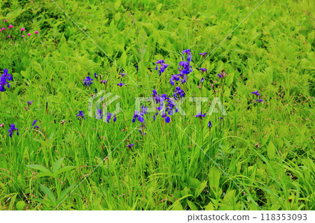 入山七月花 信州風景 信州高山植物 118353093