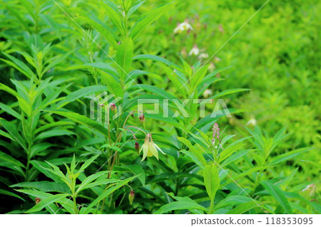 入山七月花 信州風景 信州高山植物 118353095