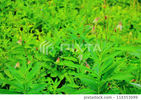 Flowers of Mount Nyukasa in July | Shinshu scenery | Shinshu alpine plants 118353099