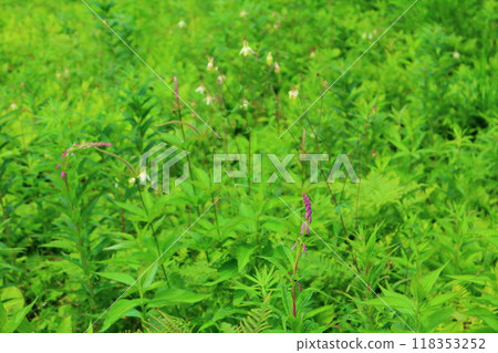Flowers of Mount Nyukasa in July | Shinshu scenery | Shinshu alpine plants 118353252