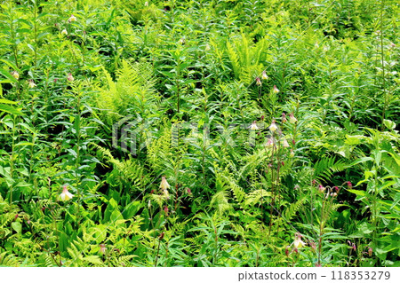 入山七月花 信州風景 信州高山植物 入山七月花 信州風景 信州高山植物 118353279