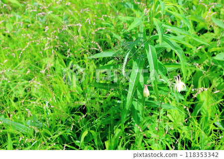 入山七月花 信州風景 信州高山植物 118353342