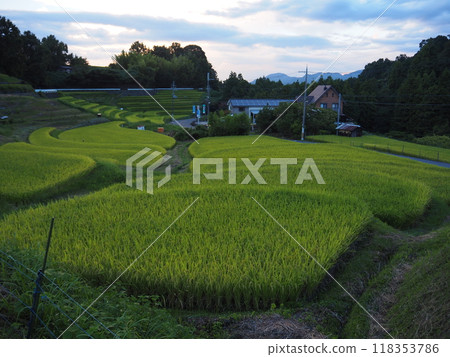 Rice early harvest 118353786