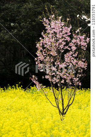 Peach blossoms in full bloom with yellow rape blossoms in the foreground (vertical) Peach blossoms in full bloom with yellow rape blossoms in the foreground (vertical) 118353791