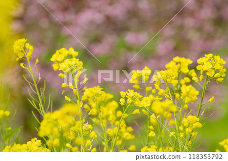 A landscape of blooming rape blossoms with peach blossoms in the background A landscape of blooming rape blossoms with peach blossoms in the background 118353792