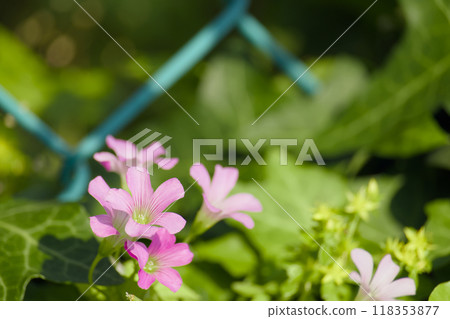 Fence and Purple Oxalis 118353877