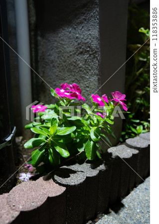Illuminated pink flowers blooming in a residential area 118353886