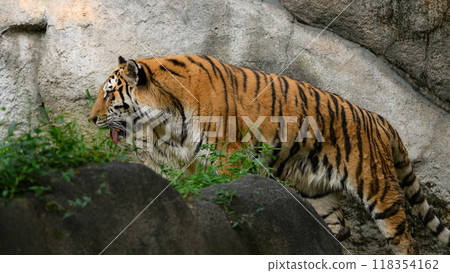 Amur tiger hunting for prey Amur tiger hunting for prey 118354162