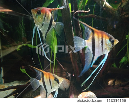 Two fish swimming in a tank with a rock and some plants The fish are orange and blue Two fish swimming in a tank with a rock and some plants The fish are orange and blue 118354166