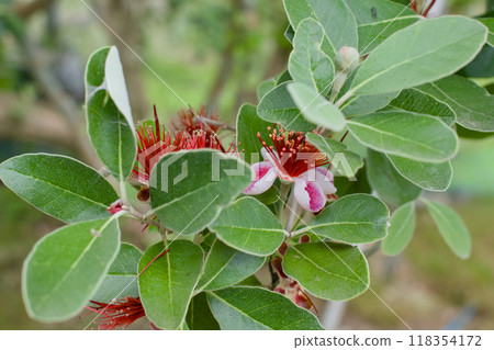 feijoa flower 118354172