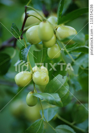 Fruit of jujube 118354286