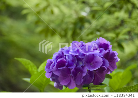 Purple hydrangea Purple hydrangea 118354341