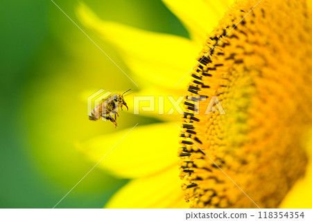 Honeybees and sunflowers, summer scenery, Nunobiki Plateau Honeybees and sunflowers, summer scenery, Nunobiki Plateau 118354354
