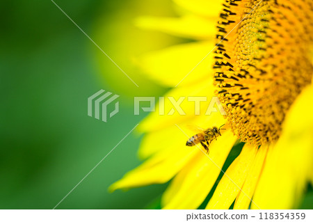 Honeybees and sunflowers, summer scenery, Nunobiki Plateau 118354359
