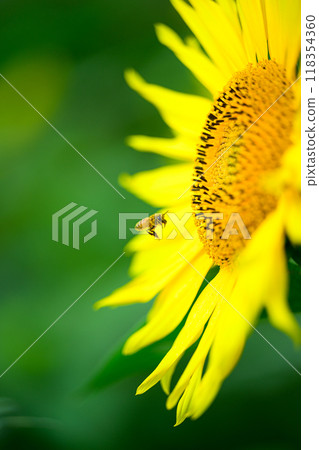 蜜蜂與向日葵,夏季風景,布引高原 蜜蜂與向日葵,夏季風景,布引高原 118354360