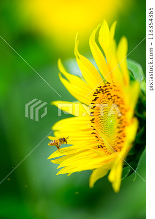 Honeybees and sunflowers, summer scenery, Nunobiki Plateau Honeybees and sunflowers, summer scenery, Nunobiki Plateau 118354365