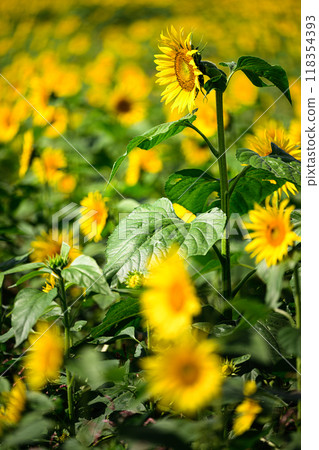 Sunflower field, summer scenery, Nunobiki Plateau 118354393