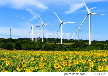 Sunflower fields and windmills, summer scenery, Nunobiki Plateau Sunflower fields and windmills, summer scenery, Nunobiki Plateau 118354394
