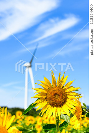 Sunflower fields and windmills, summer scenery, Nunobiki Plateau Sunflower fields and windmills, summer scenery, Nunobiki Plateau 118354400