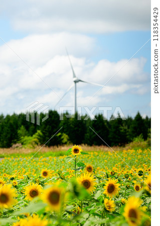 向日葵田與風車，夏日風景，布引高原 118354429