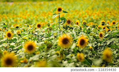 Sunflower field, summer scenery, Nunobiki Plateau 118354430