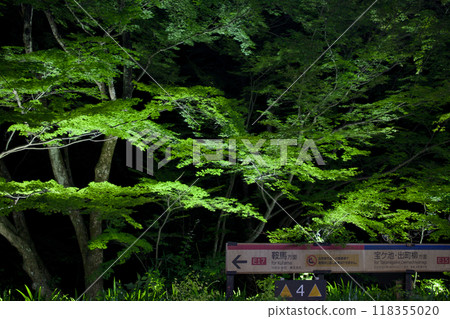 Green maple leaves seen from the station platform 118355020